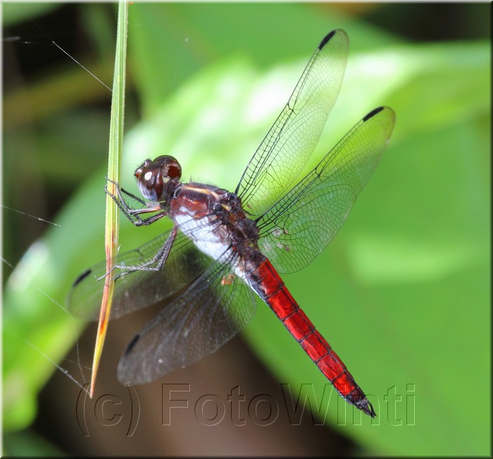 Libellula herculea  2.JPG