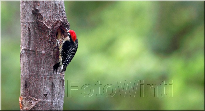 Melanerpes pucherani 2.JPG