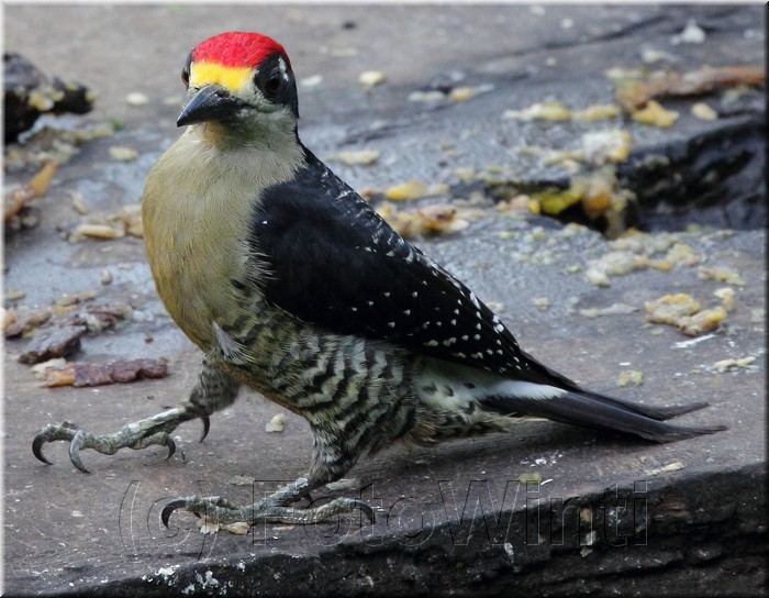 Melanerpes pucherani 3.jpg