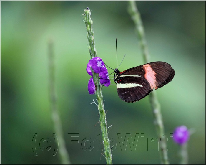 Melpomene Longwing 1.JPG