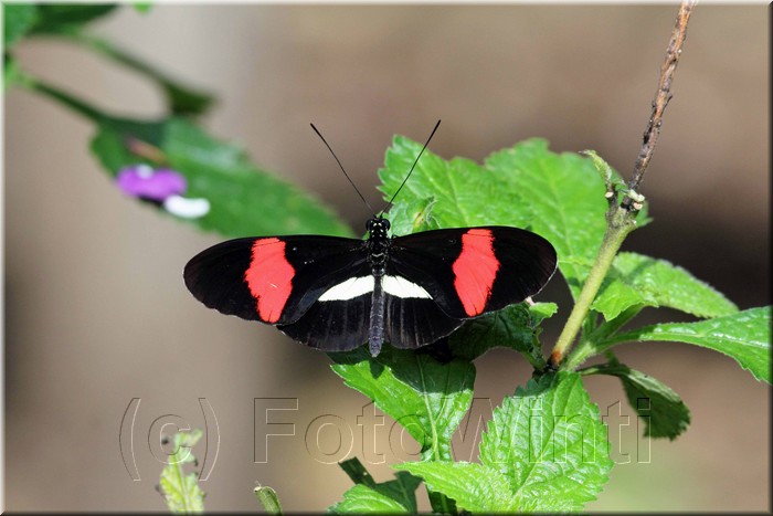 Melpomene Longwing 2.JPG