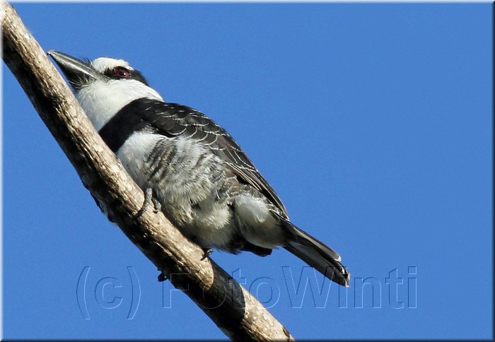 Notharchus hyperrhynchus 1.jpg