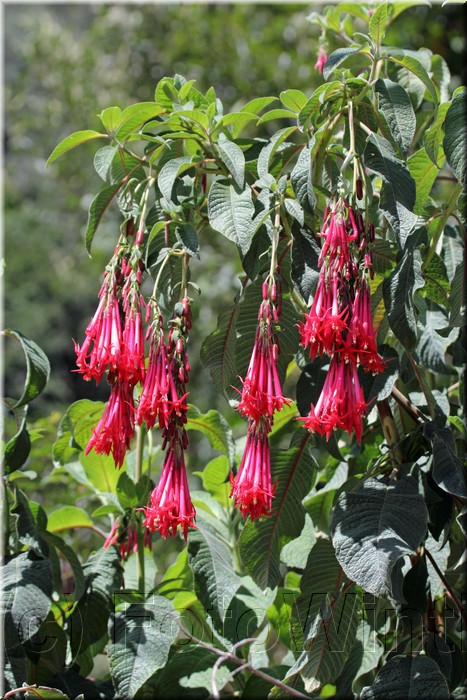 Onagraceae 1.JPG