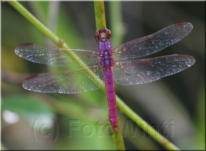Orthemis ferruginea 2.JPG