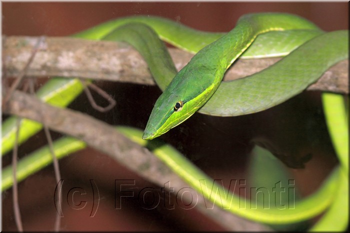 Oxybelis fulgidus 1.JPG