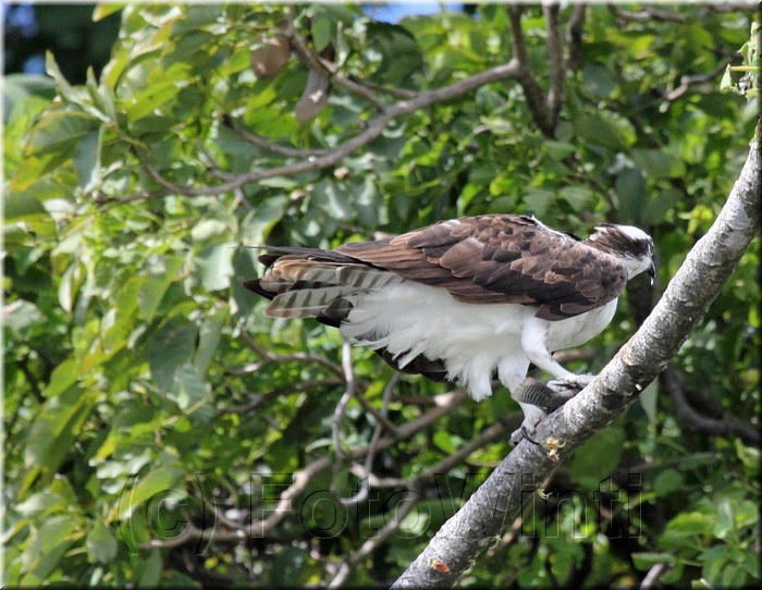 Pandion haliaetus 1.JPG