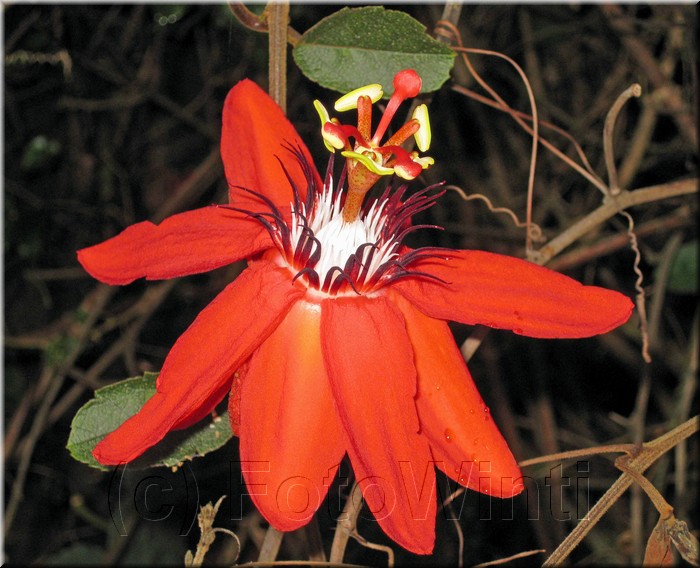 Passiflora coccinea.jpg