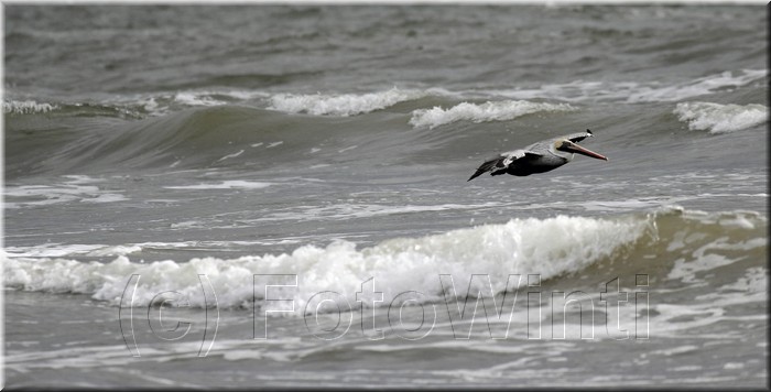Pelecanus occidentalis 1.JPG