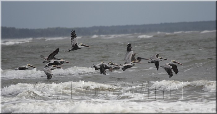 Pelecanus occidentalis 2.JPG