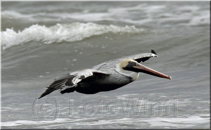 Pelecanus occidentalis 3.jpg