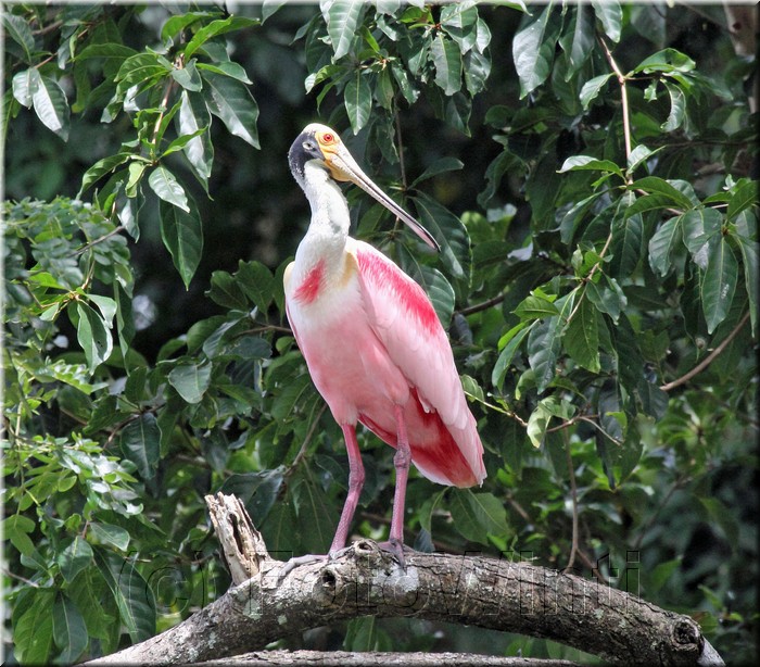 Platalea ajaja 1.JPG