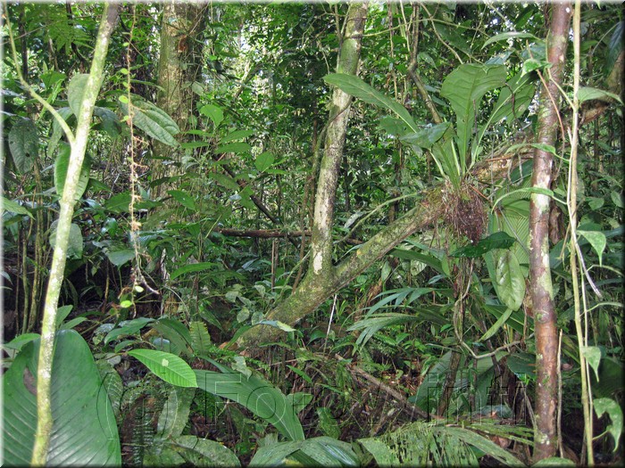 Rainforest001.jpg
