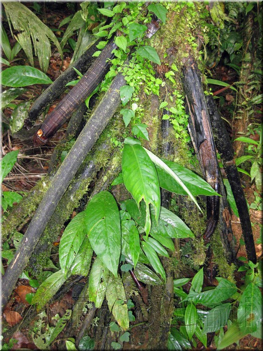Rainforest002.jpg