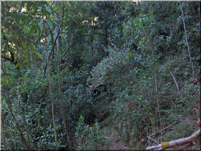 Rainforest003.jpg
