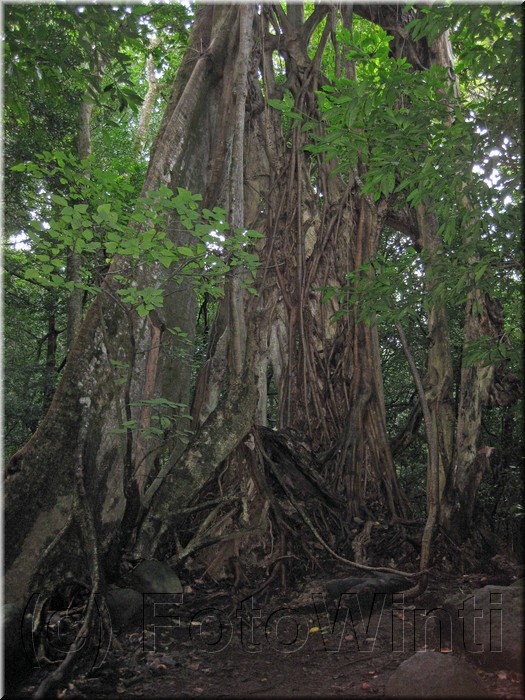 Rainforest004.jpg
