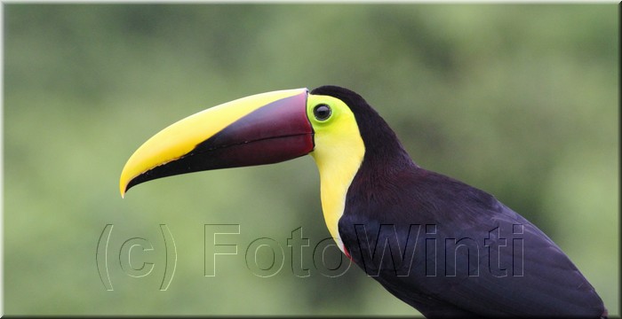 Ramphastos ambiguus 2.JPG