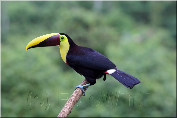 Ramphastos ambiguus 3.JPG