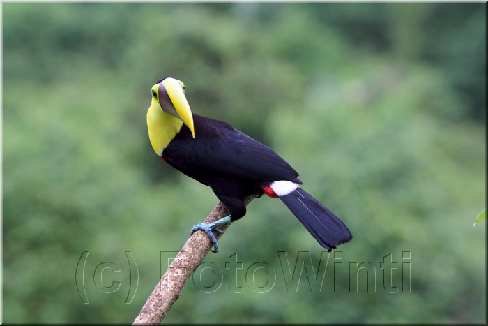 Ramphastos ambiguus.JPG