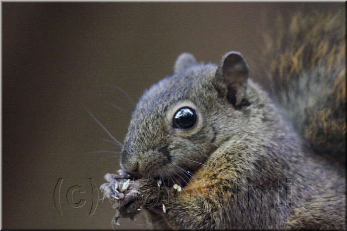 Sciurus deppei 1.JPG