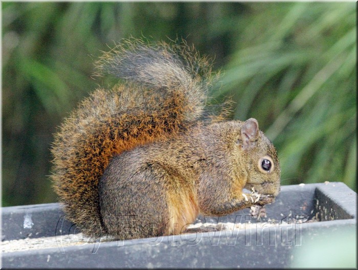 Sciurus deppei 2.JPG