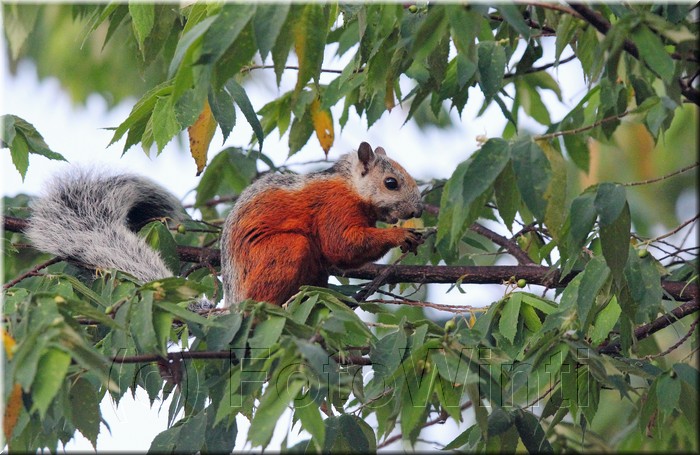 Sciurus variegatoides 1.JPG