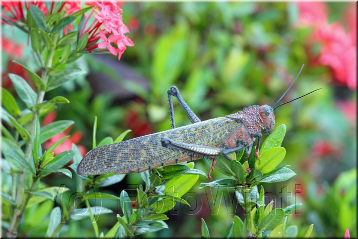 Tropidacris cristata 1.JPG