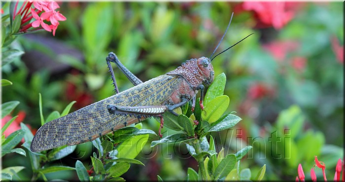 Tropidacris cristata 3.JPG