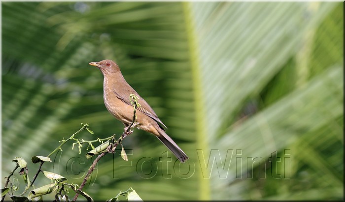 Turdus grayi 1.JPG