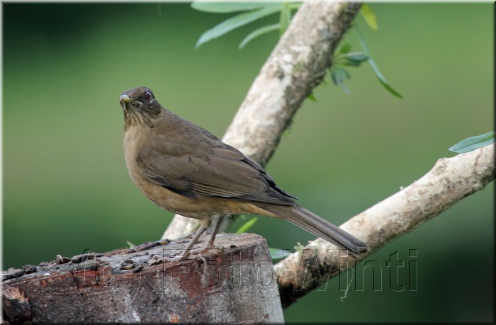 Turdus grayi 2.JPG