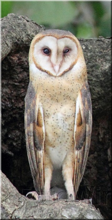 Tyto alba 2.jpg