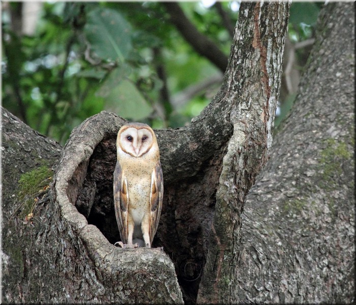 Tyto alba.JPG