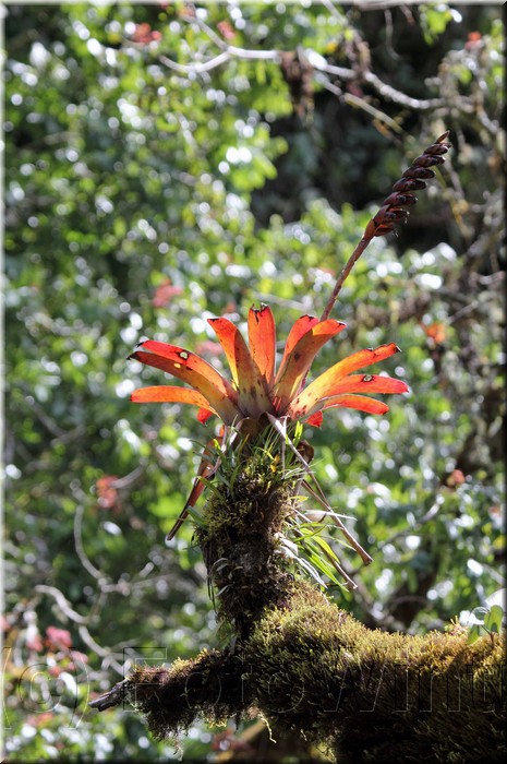 Vriesea 1.JPG