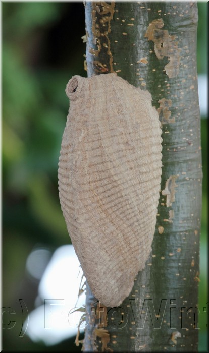 Wasp nest 1.JPG
