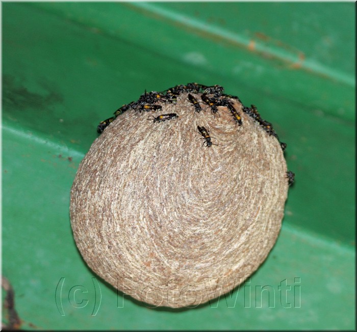 Wasp nest 2.JPG