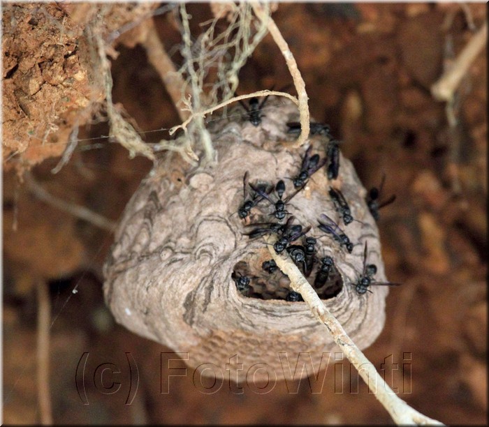 Wasp nest 3.JPG
