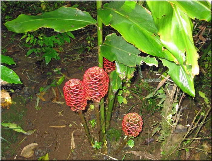 Zingiber officinale 1.JPG