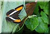 Adelpha cocala 1.JPG