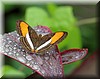 Adelpha cocala 2.JPG