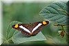 Adelpha fessonia 1.JPG