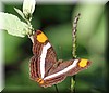 Adelpha fessonia 2.JPG