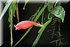 Aeschynanthus micranthus 1.JPG