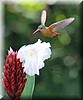 Amazilia rutila 6.jpg