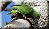 Amazona albifrons 2.jpg