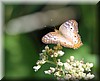 Anartia jatrophae 1.JPG