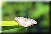 Anartia jatrophae 2.JPG