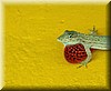 Anolis lemurinus 1.JPG