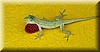 Anolis lemurinus 2.JPG