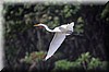 Ardea alba 1.JPG