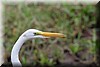 Ardea alba 3.JPG