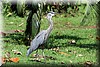 Ardea herodias 2.JPG